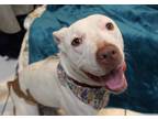 Adopt Kimmie a White - with Brown or Chocolate American Staffordshire Terrier /