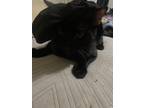 Adopt Murciélago a Black (Mostly) Bombay / Mixed (short coat) cat in Austin