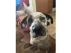 Adopt Zeus a Brown/Chocolate - with White American Pit Bull Terrier / Dalmatian