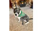Adopt Reggie a Black - with White Mutt / Mixed dog in Mount Shasta