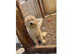 Adopt Luna a White Poodle (Standard) / Mixed dog in Chandler, AZ (41421886)