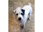 Adopt Sophie a White Jack Russell Terrier / Mixed Breed (Medium) / Mixed (short