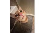 Adopt Sunny a Orange or Red Tabby / Mixed (short coat) cat in Fresno