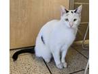 Adopt Shaun a White Domestic Shorthair / Domestic Shorthair / Mixed (short coat)