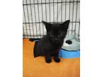 Adopt Donuts a All Black Domestic Shorthair / Mixed Breed (Medium) / Mixed