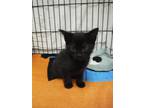 Adopt Donuts a All Black Domestic Shorthair / Domestic Shorthair / Mixed cat in