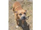 Adopt MILO a Tan/Yellow/Fawn Mixed Breed (Large) / Mixed dog in Port St Lucie