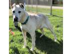 Adopt Izzy a White Mixed Breed (Large) / Mixed dog in Mt.