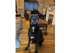 Adopt Batman a Black Cane Corso / Mixed dog in Catonsville, MD (41421879)