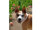 Adopt Thumper a Brown/Chocolate - with White Boxer / Podengo Portugueso / Mixed