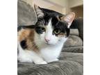 Adopt Amelia a Calico or Dilute Calico Calico (short coat) cat in Columbus
