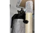 Adopt Dior a Black (Mostly) American Shorthair / Mixed (short coat) cat in Fresh