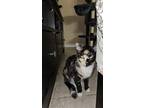 Adopt Miso a Tortoiseshell Domestic Mediumhair / Mixed (medium coat) cat in