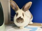 Adopt Emma a English Spot / Mixed rabbit in Burlington, KY (41379425)