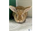 Adopt Connie a Flemish Giant / Mixed rabbit in Burlington, KY (41379424)