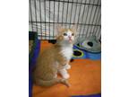 Adopt Dunkin a Orange or Red Domestic Shorthair / Domestic Shorthair / Mixed cat