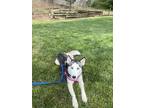Adopt Atlas - IN FOSTER a Black Husky / Mixed dog in Atlanta, GA (41000534)