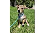Adopt Baxter a Brown/Chocolate Australian Shepherd / Beagle / Mixed dog in