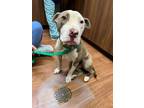 Adopt Sharleen a White American Pit Bull Terrier / Mixed dog in Baton Rouge