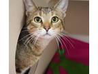 Adopt Nugget a Brown or Chocolate Domestic Shorthair / Domestic Shorthair /