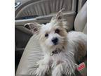 Adopt PACO TACO a Tan/Yellow/Fawn - with White Podengo Portugueso / Cairn