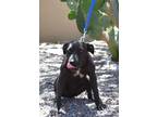 Adopt Salsa a Black - with White Labrador Retriever / Mixed dog in Lacey