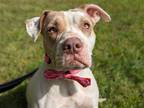 Adopt Camina a Mixed Breed (Medium) / Mixed dog in Wilmington, DE (39150687)