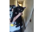 Adopt Trix a All Black Domestic Mediumhair / Mixed (medium coat) cat in