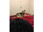 Adopt Raelynn a Black - with Tan, Yellow or Fawn German Shepherd Dog / Husky /