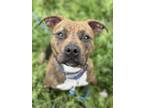 Adopt Nadine a Pit Bull Terrier / Mixed dog in Burlington, KY (41029762)