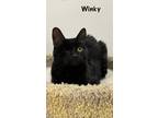 Adopt Winky a All Black Domestic Shorthair (short coat) cat in Goodyear