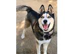 Adopt Rango a Tricolor (Tan/Brown & Black & White) Alaskan Malamute / Mixed dog