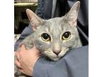 Adopt Bravely a Domestic Shorthair / Mixed cat in Cleveland, TN (41421695)