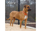 Adopt Kara* a Red/Golden/Orange/Chestnut Mixed Breed (Large) / Mixed dog in