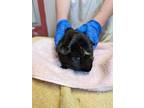 Adopt Pinto a Black Guinea Pig / Guinea Pig / Mixed small animal in Sacramento