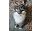 Adopt Elsa a Gray or Blue Domestic Mediumhair / Mixed (medium coat) cat in