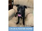 Adopt Glimmer 5 (Kodak) a Black Mixed Breed (Large) / Mixed dog in Baltimore
