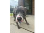 Adopt Timmy a Gray/Blue/Silver/Salt & Pepper Mixed Breed (Medium) / Mixed dog in