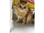 Adopt Carl a Orange or Red Domestic Longhair / Mixed (short coat) cat in Largo