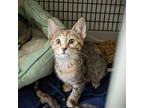 Adopt Jelly Bean a Brown or Chocolate Domestic Shorthair / Domestic Shorthair /