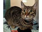 Adopt Cash - Bonded to Misha - AVAILABLE a Brown or Chocolate Domestic Shorthair