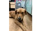 Adopt Stephanie a Tan/Yellow/Fawn Shepherd (Unknown Type) / Mixed dog in Madera
