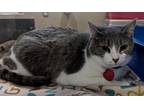 Adopt Misha - Bonded to Cash - AVAILABLE a Gray or Blue Domestic Shorthair /