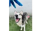 Adopt Loki a Gray/Blue/Silver/Salt & Pepper Husky / Mixed dog in San Antonio