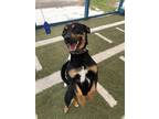 Adopt Jethro a Black Mixed Breed (Medium) / Mixed dog in San Antonio