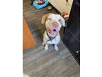 Adopt Milo a White Mixed Breed (Large) / Mixed dog in San Antonio, TX (41137018)