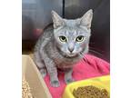 Adopt Marbles a Gray or Blue Domestic Shorthair / Domestic Shorthair / Mixed cat