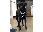 Adopt Pongo a Black Labrador Retriever / Mixed dog in Mt.