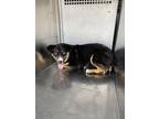Adopt 55886027 a Black Australian Shepherd / Mixed dog in Fort Worth