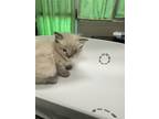 Adopt Fuzzbert a Cream or Ivory Siamese / Domestic Shorthair / Mixed cat in